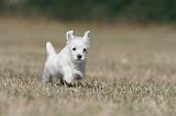 WESTIE 169